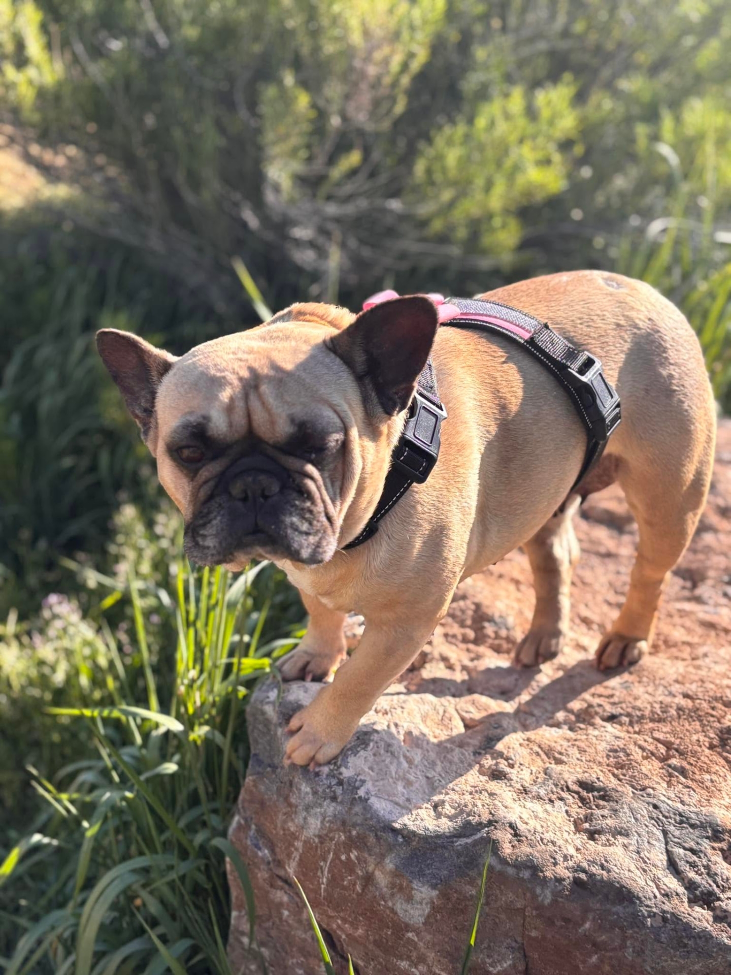 French bulldog in a harness standing on a sunlit rock during a stretch break on the trail
